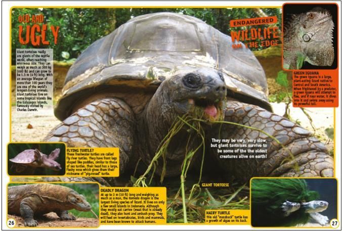 Reptiles
