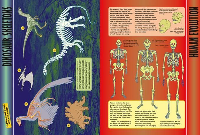 Skeleton