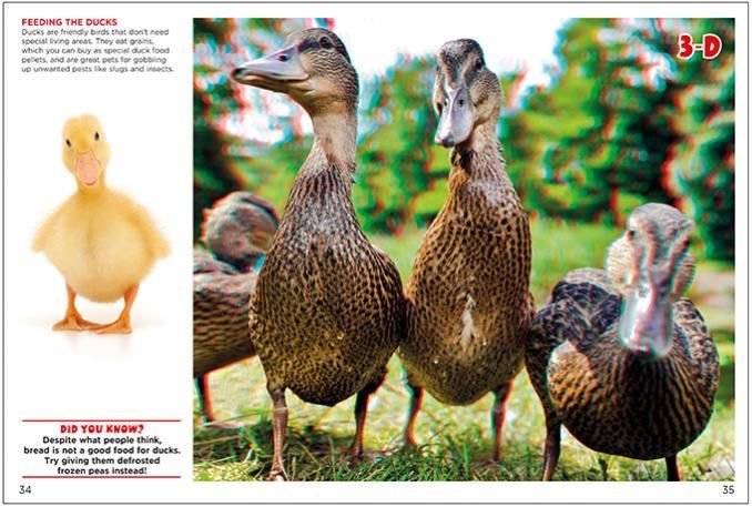 a group of ducks are standing next to each other in the grass .