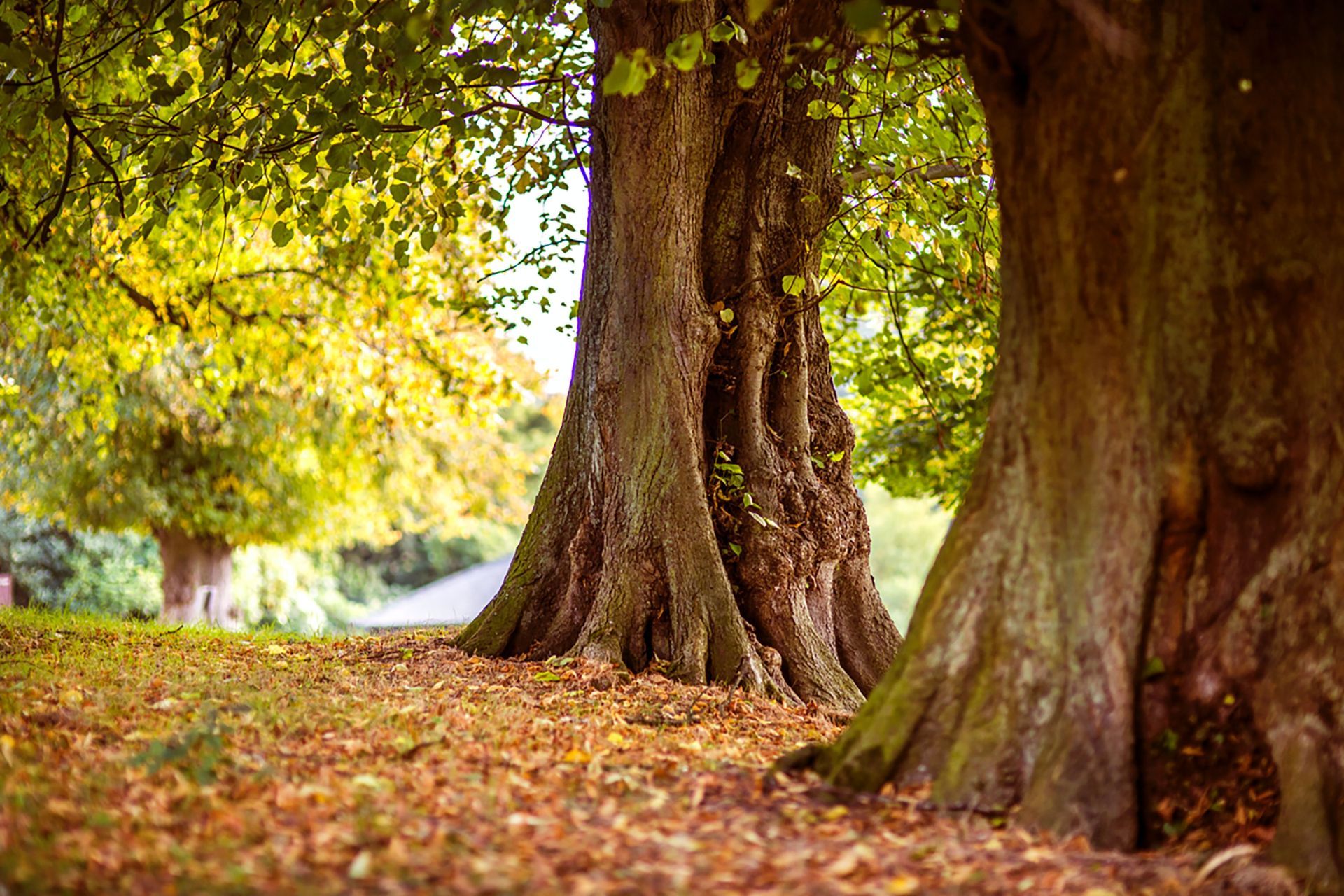 a tree with a lot of leaves on the ground under it