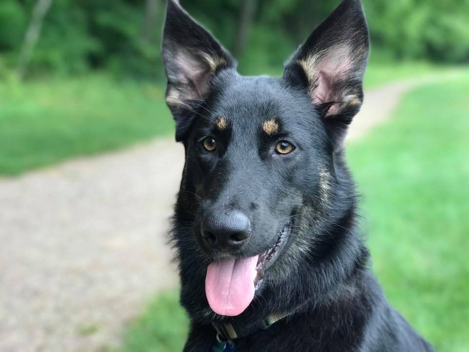 Black Dog With Tongue Out