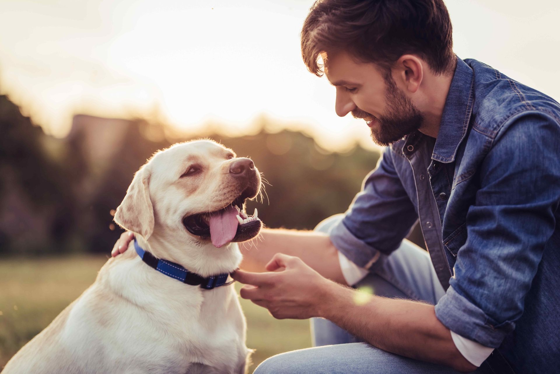 Man petting a yellow Labrador dog in a park at sunset. Dog is smiling. Man wearing denim shirt.