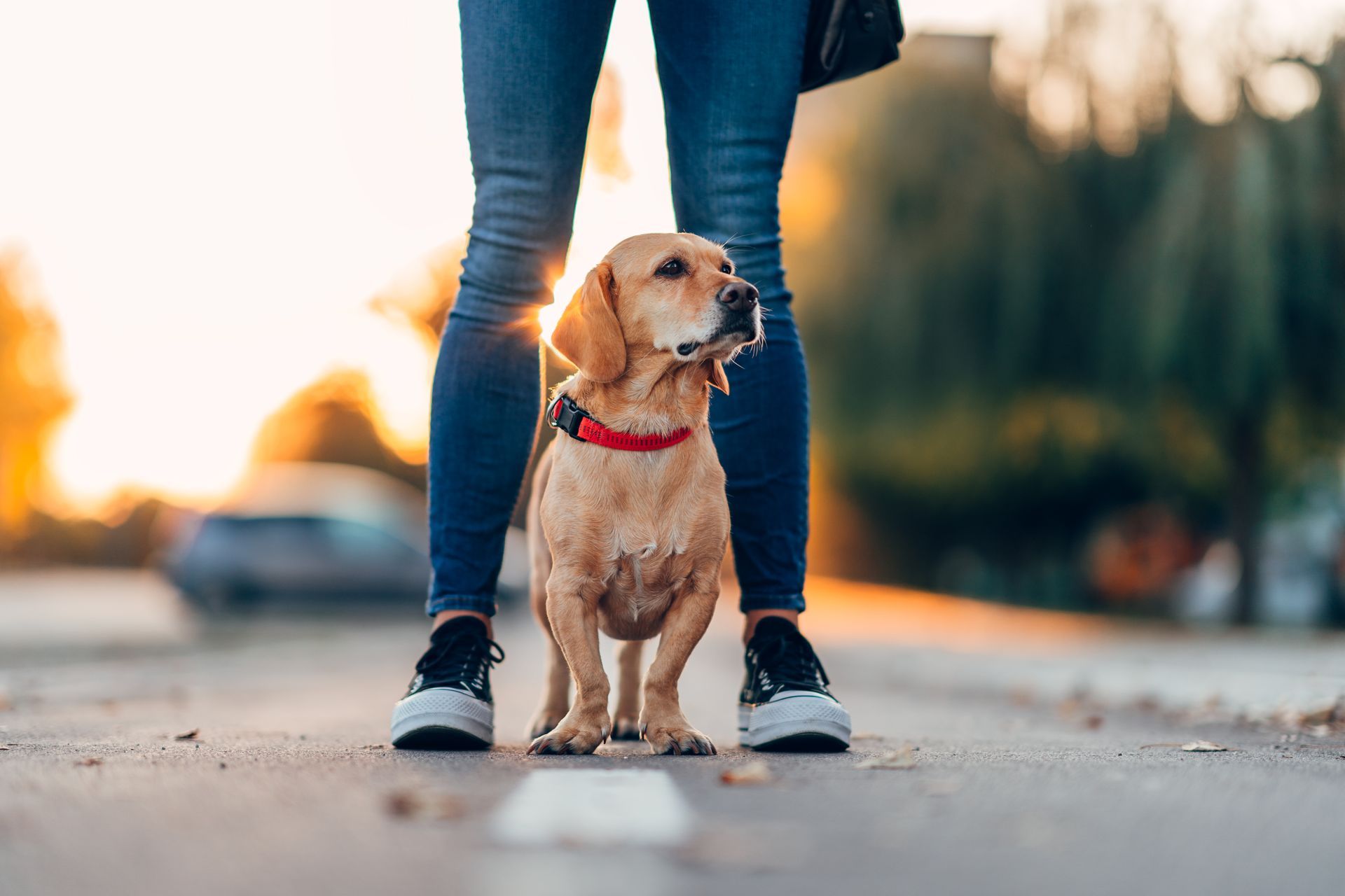 A person is standing next to a dog on the side of the road.