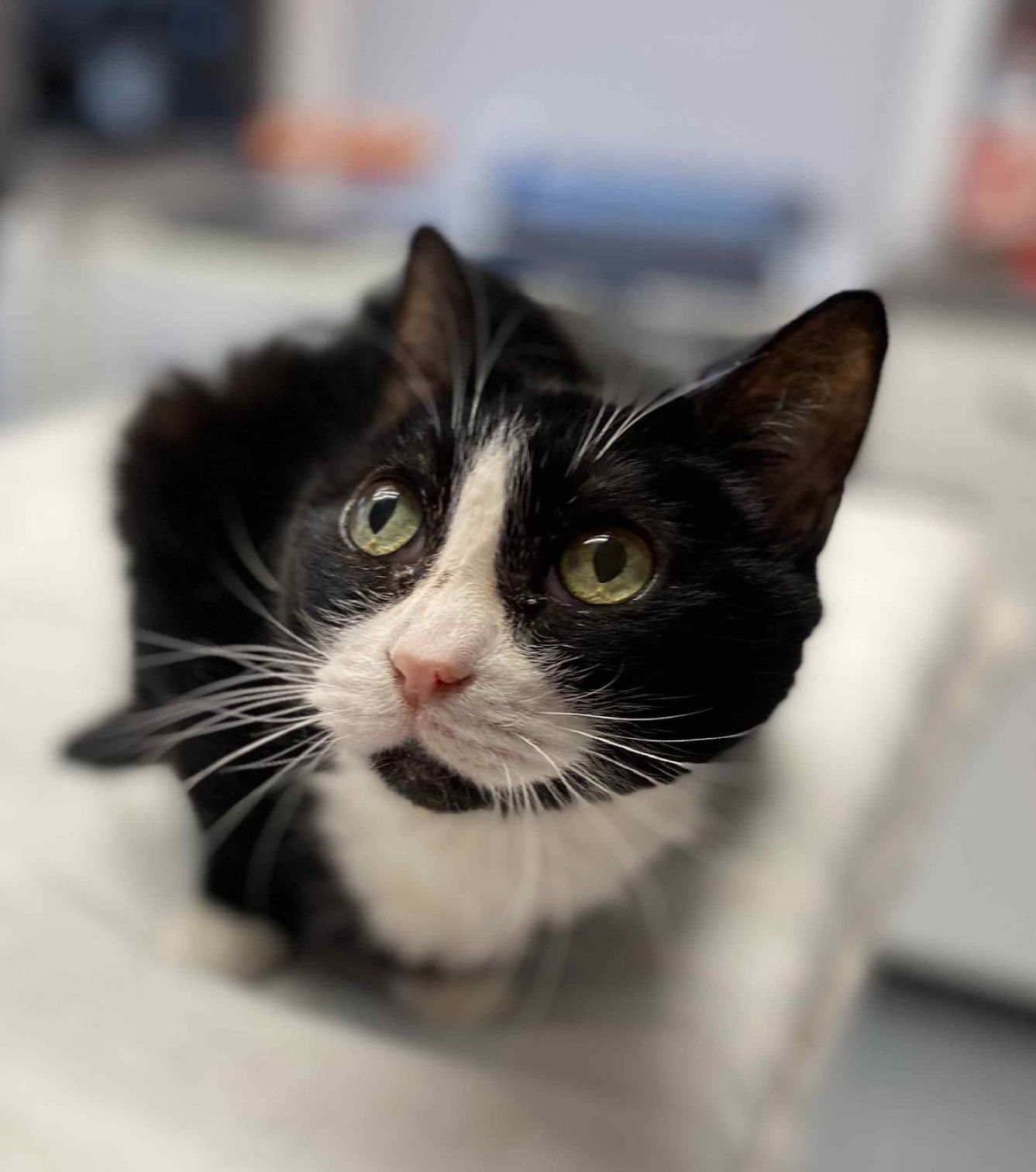 Black and white tuxedo cat with green eyes looks up.