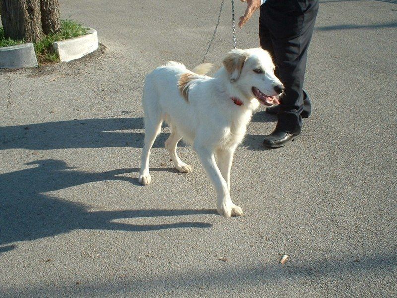 Cagnolino