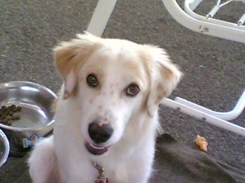 Cane mascotte