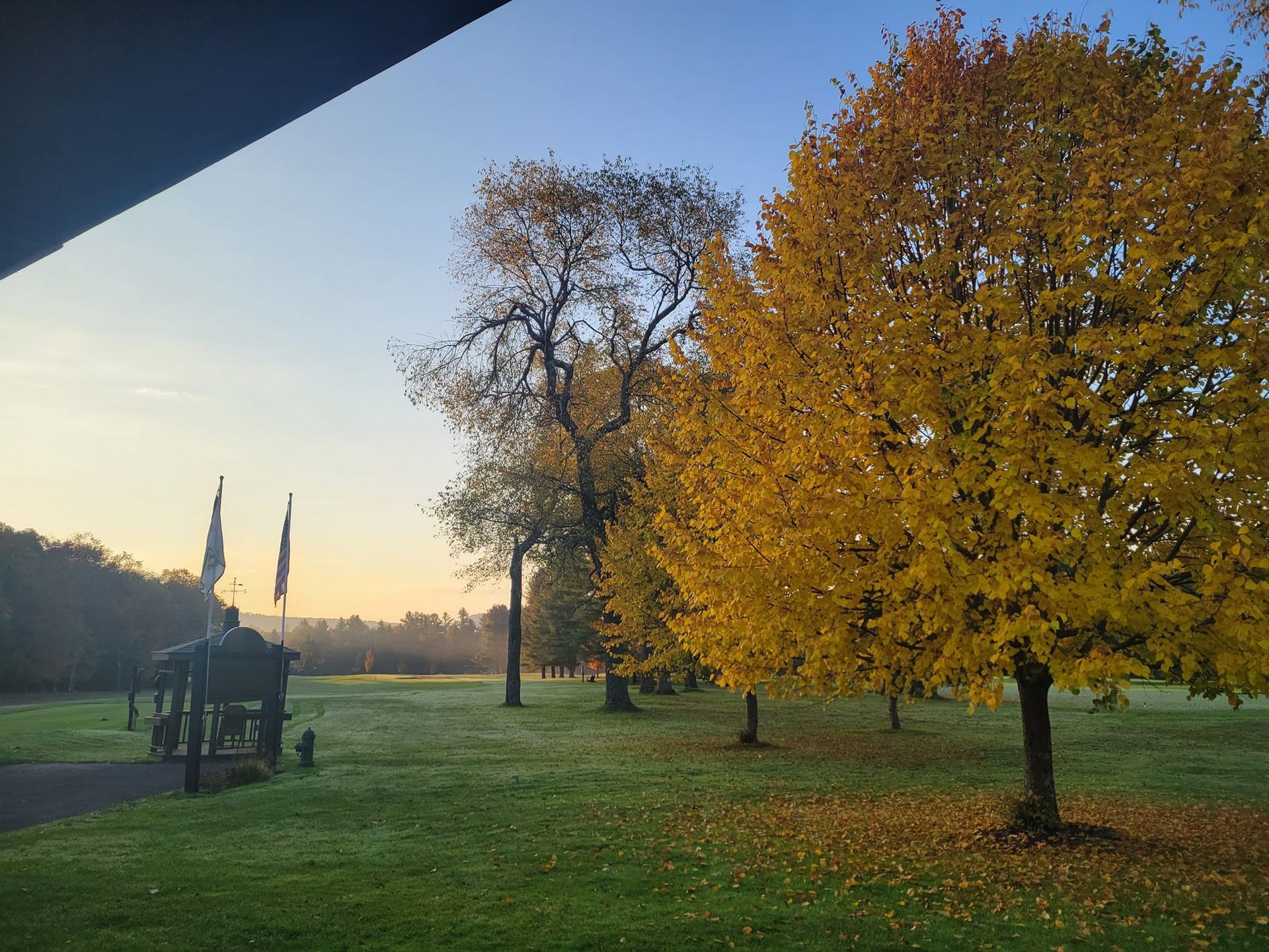 A field at sunrise with a large, bright yellow autumn tree, fallen leaves, and distant structures with flags.