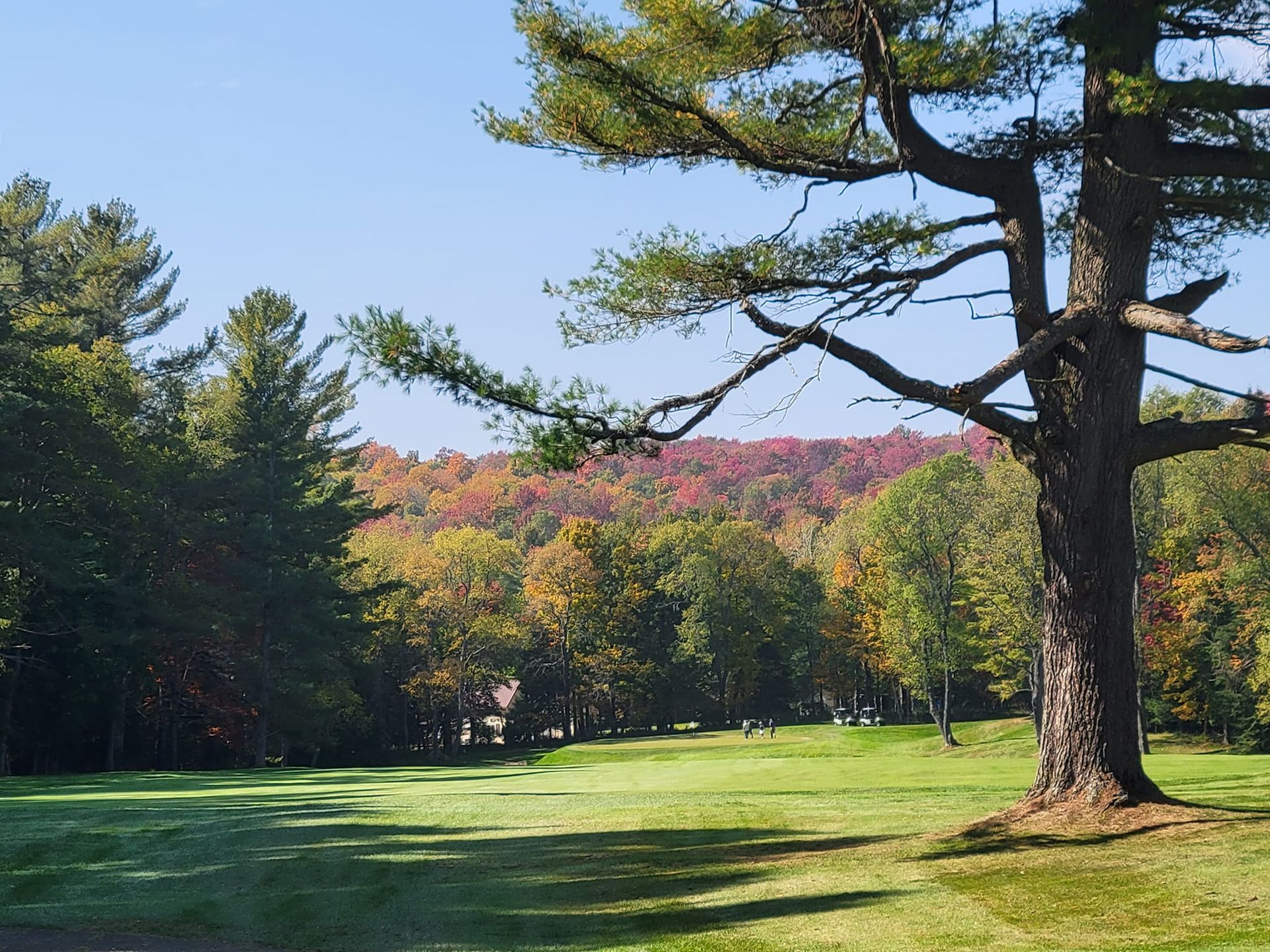 A large tree stands on a sunny grassy clearing with autumn foliage in the background.