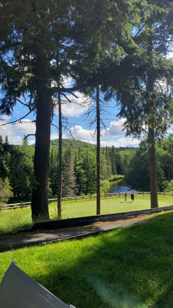 A sunny view of a green grassy yard framed by large pine trees, leading toward a forest and a distant blue lake.