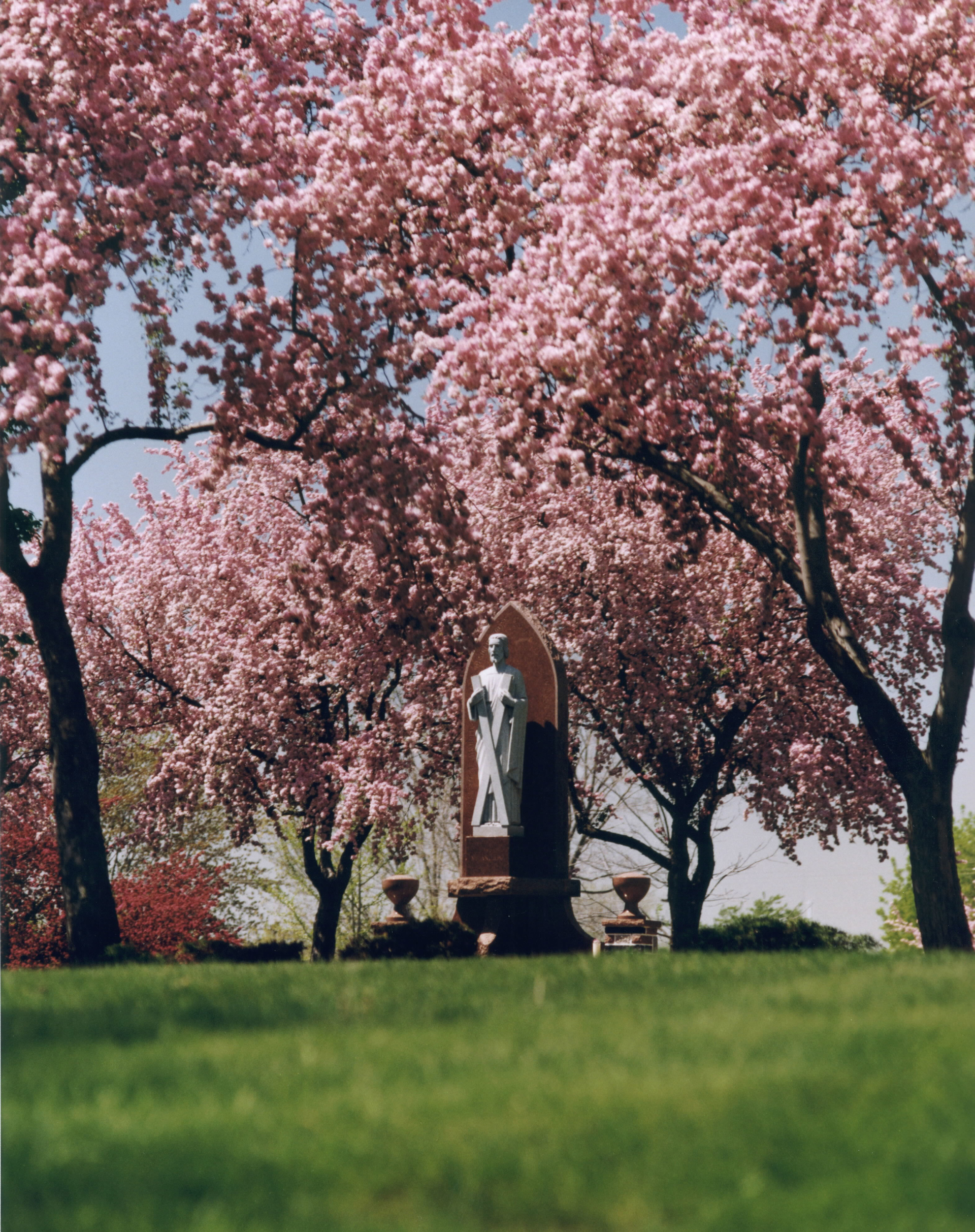Statue beneath pink flowering trees in a green park