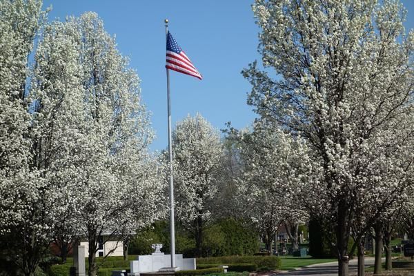 American flag on a pole surrounded by blooming white trees under a clear blue sky