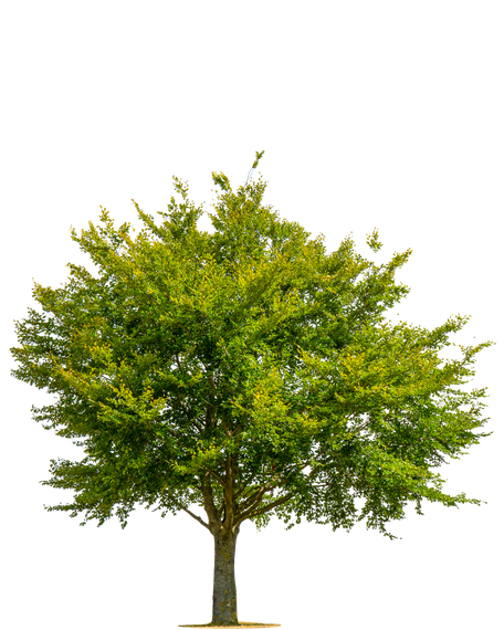 Green Tree – Frankfort, KY – Woodland Tree Care Green Tree – Frankfort, KY – Woodland Tree Care