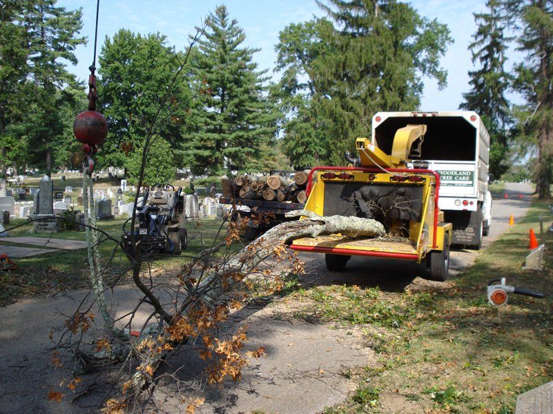 Pile of Tree Branches After a Tree Removal – Frankfort, KY – Woodland Tree Care