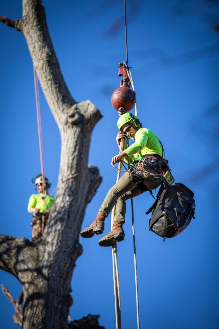Arborists Climbing Tree – Frankfort, KY – Woodland Tree Care