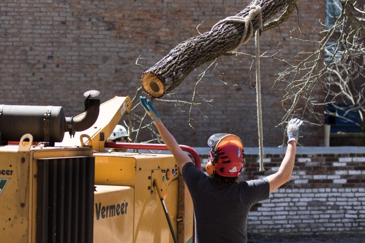 Walnut Tree Removal – Frankfort, KY – Woodland Tree Care
