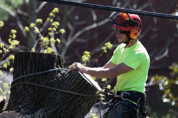 Arborist Cutting Tree – Frankfort, KY – Woodland Tree Care