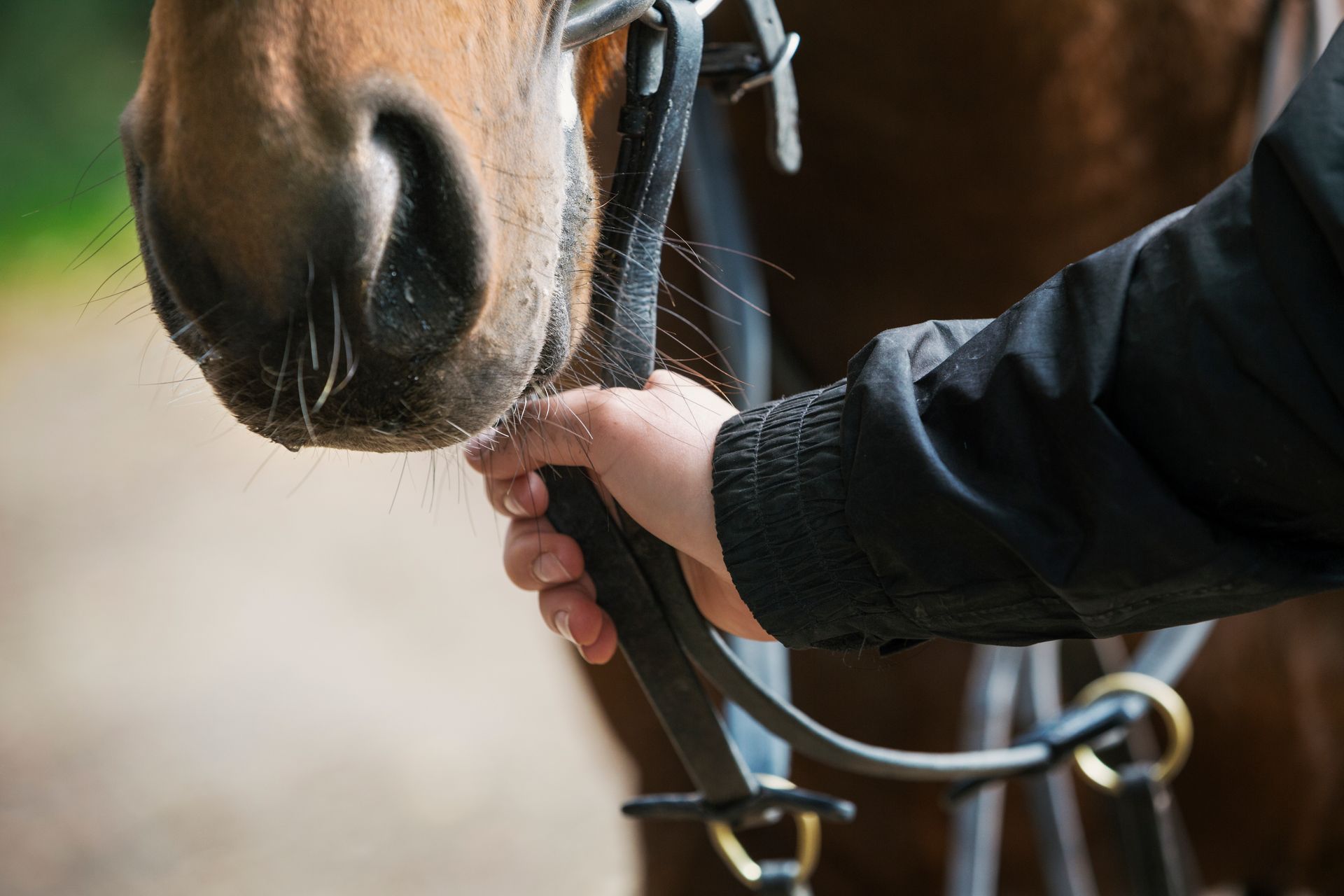 Una persona sta mettendo le briglie a un cavallo marrone.