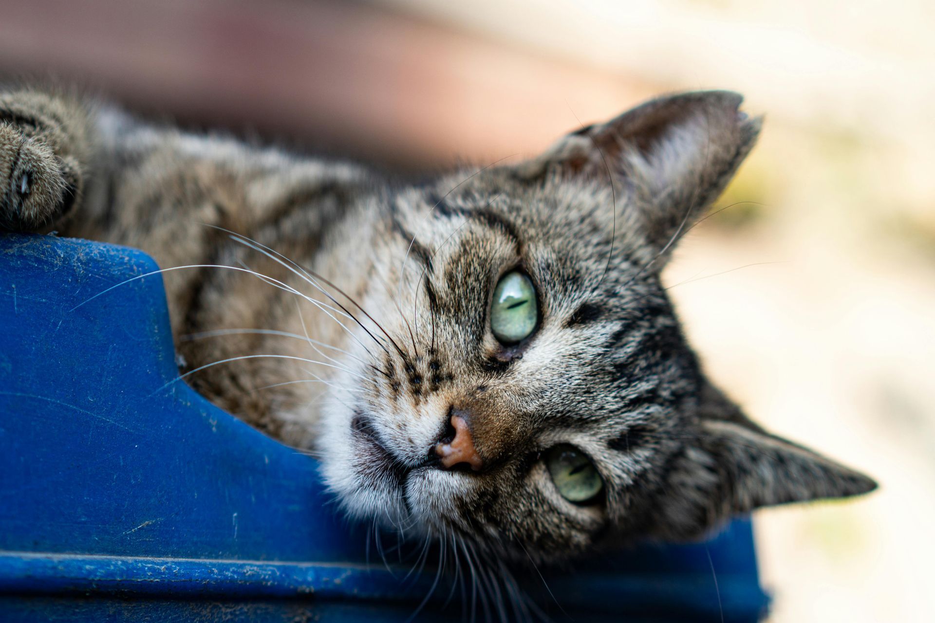Tabby cat resting its head on a blue cushion, looking at the camera