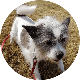dog with tied belt