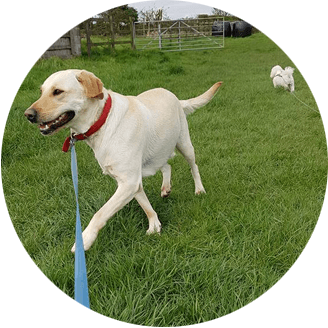 dog walking