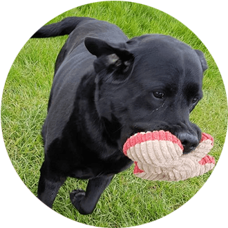 dog biting