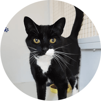 black cat looking