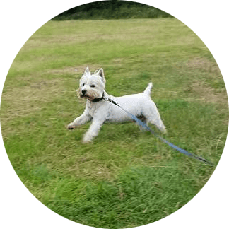 a white dog running