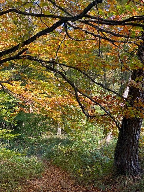 Retreats Kurse und Workshops