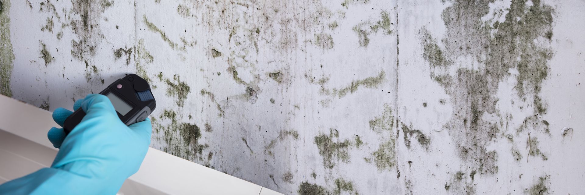 Gloved hand using a moisture meter to test a mould-covered wall.