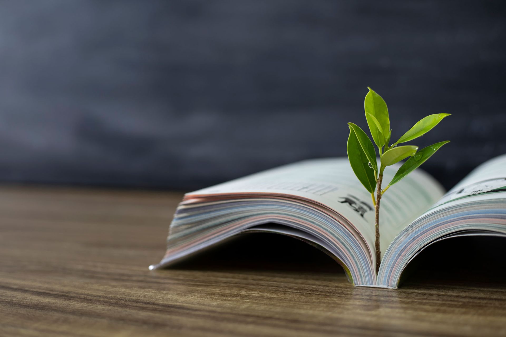 Book and Tree — Newport Beach, CA — Paoli & Purdy, PC