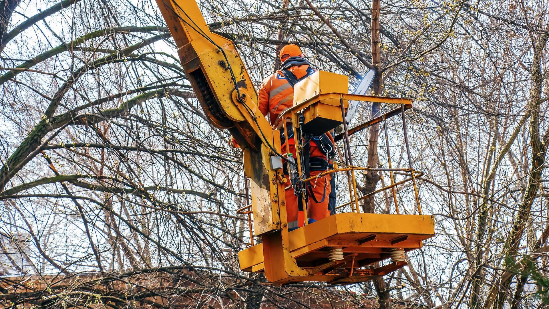 Arborist in orange suit and helmet, using a yellow lift to trim tree branches.