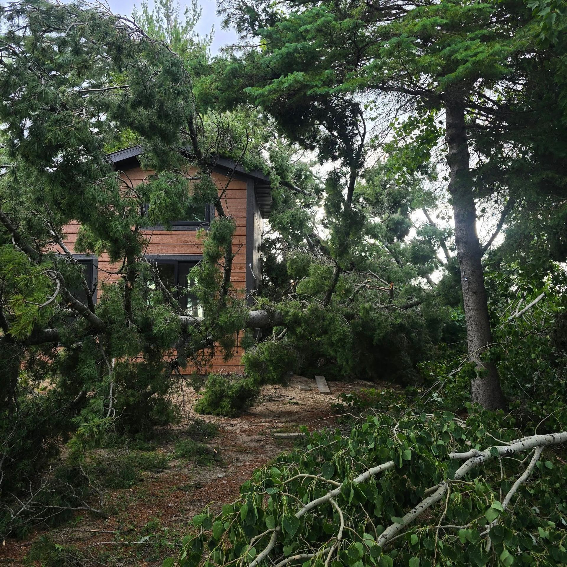 A tree damaged a wooden building in a wooded area. Debris and green foliage surround the structure.