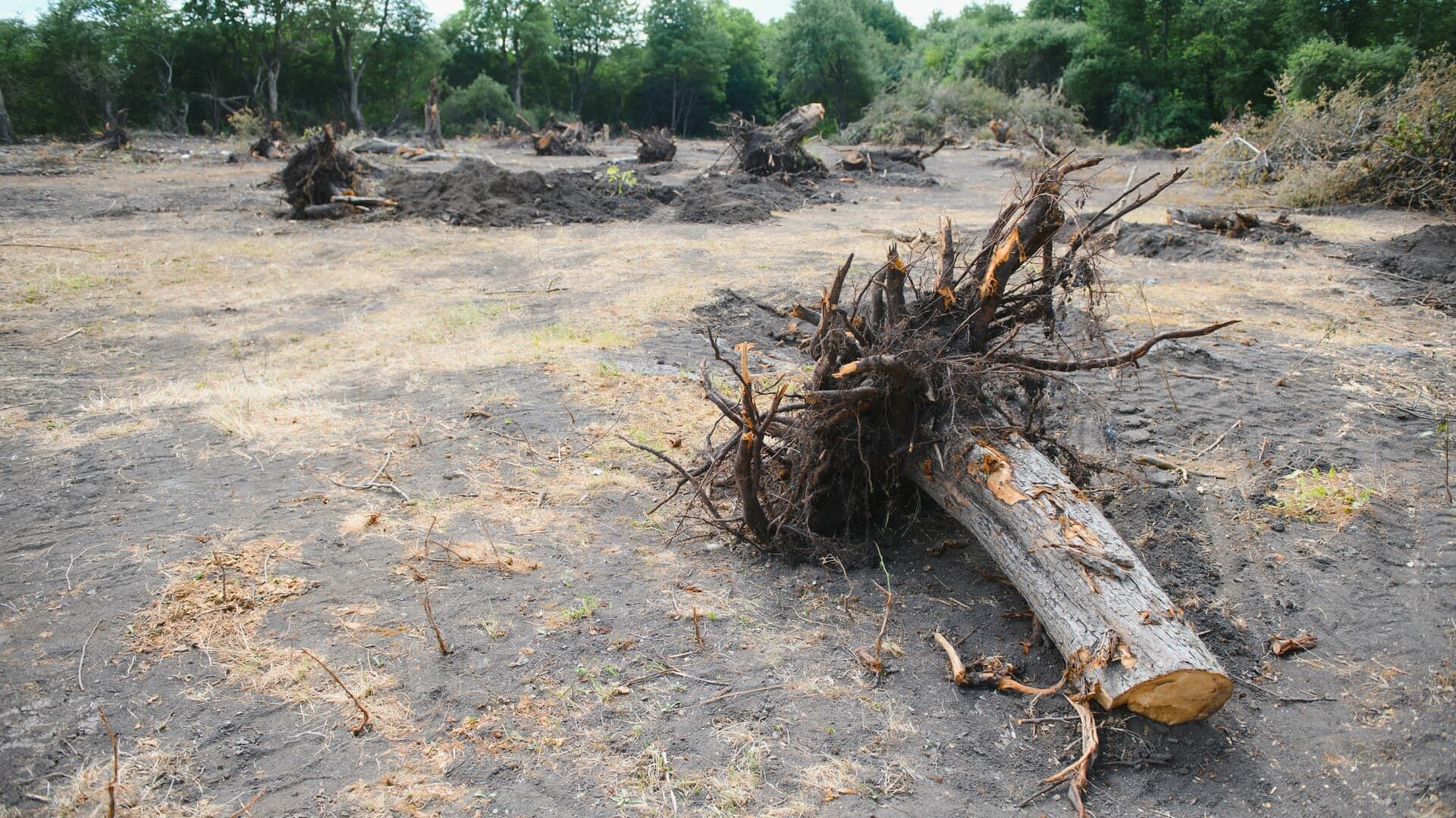 A cleared field with scattered uprooted tree stumps and debris against a backdrop of distant trees.
