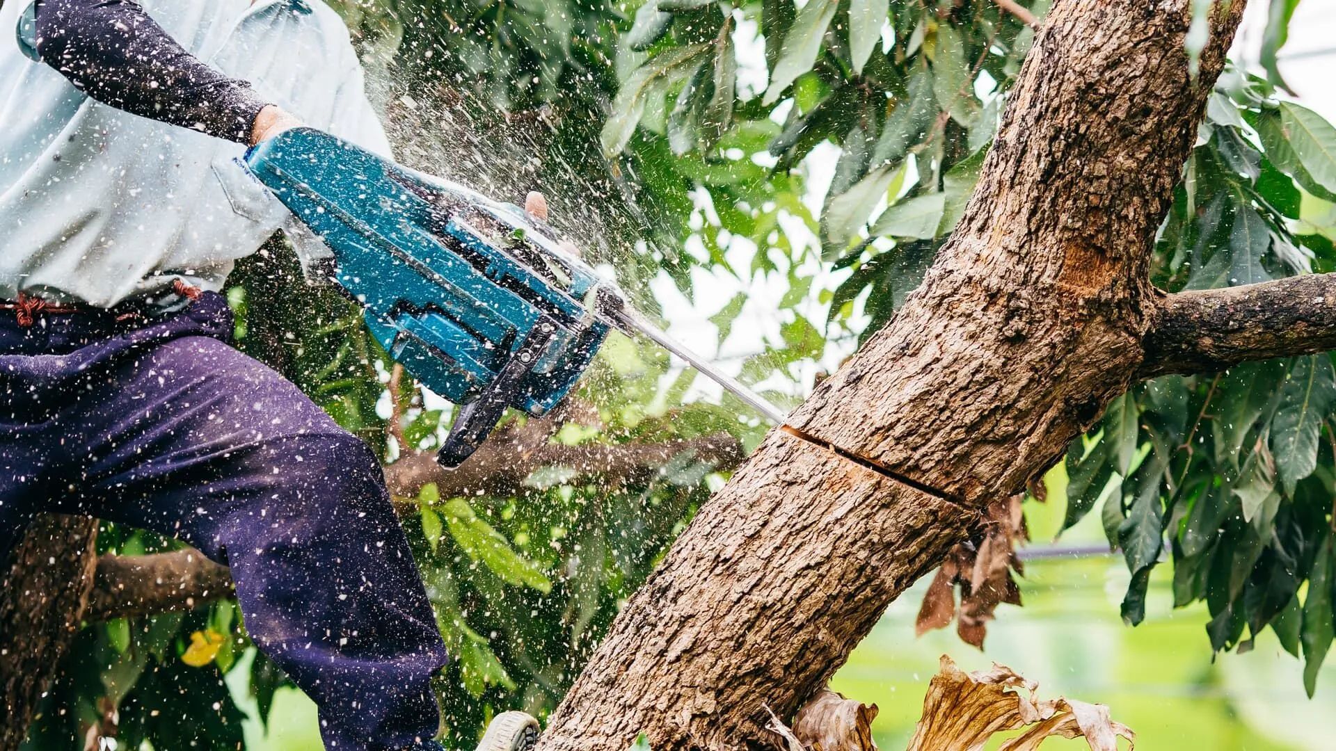 Person cutting a tree branch with a blue chainsaw in a leafy garden
