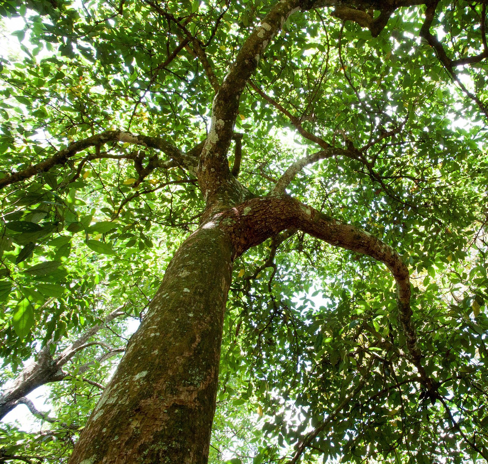 Upward view of a tall tree trunk and green canopy against the sky