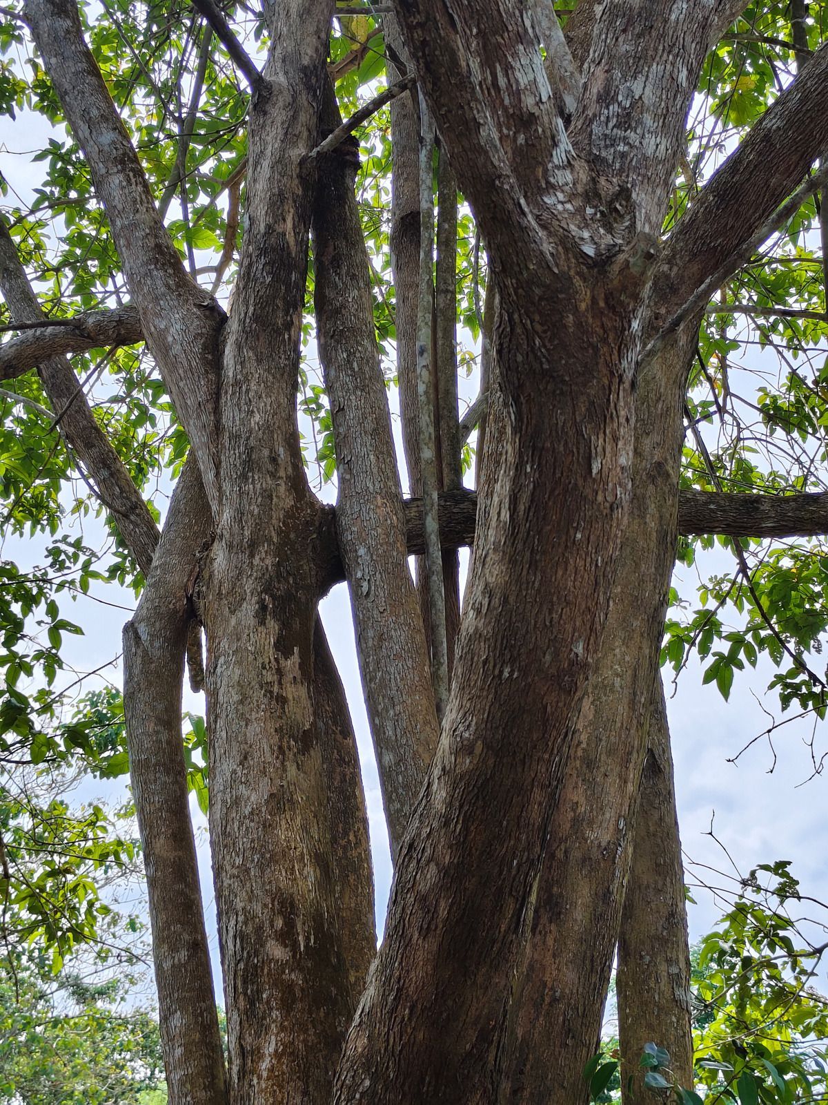 Tall tree trunks and leafy branches against a blue sky