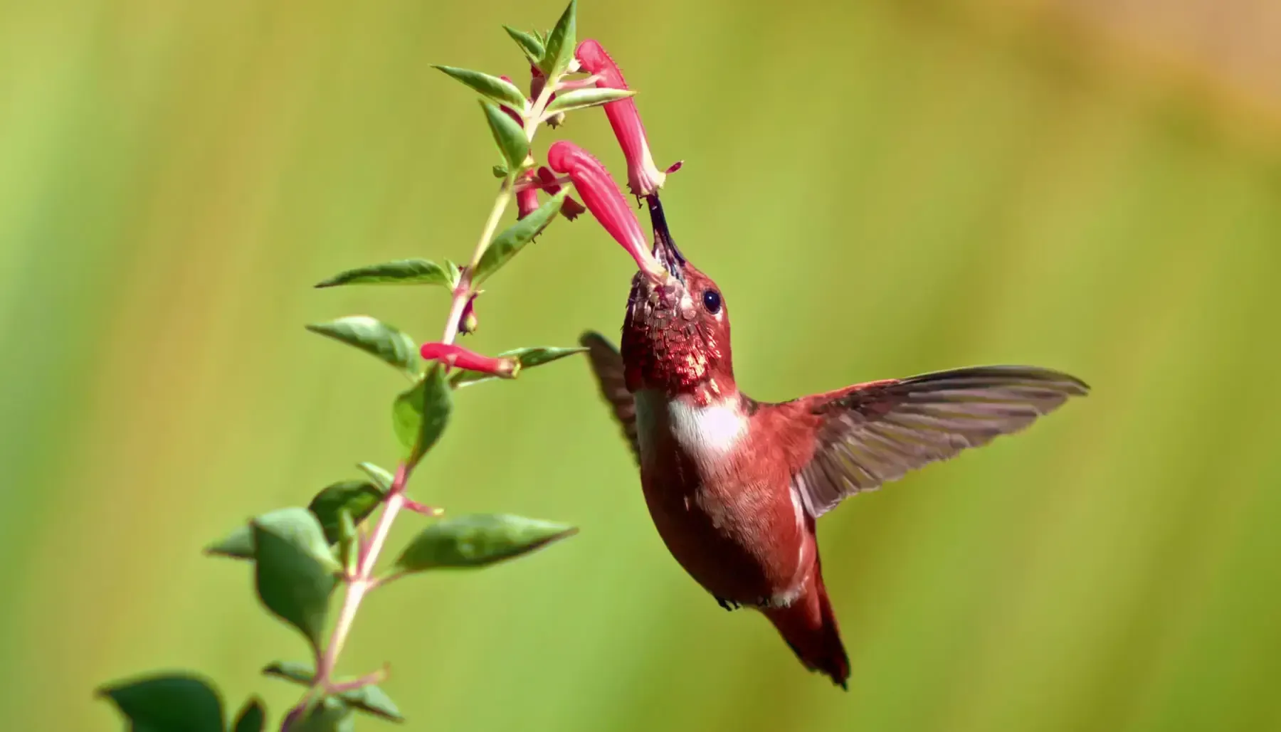 A hummingbird is perched on a branch with a flower in its beak.