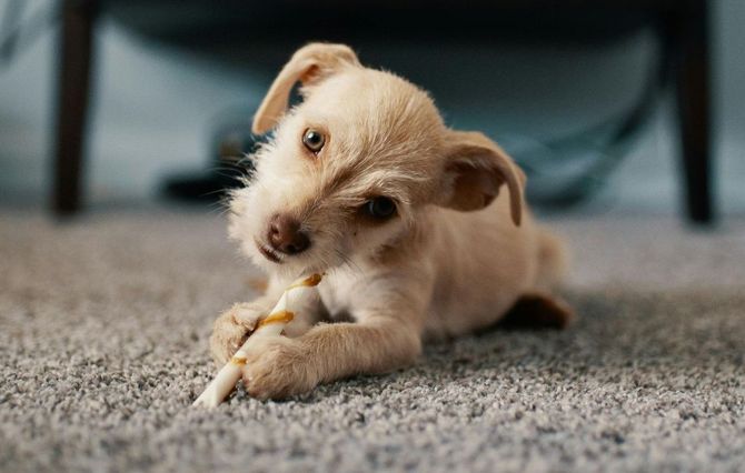 Pet urine and odor removal in Moreno Valley California