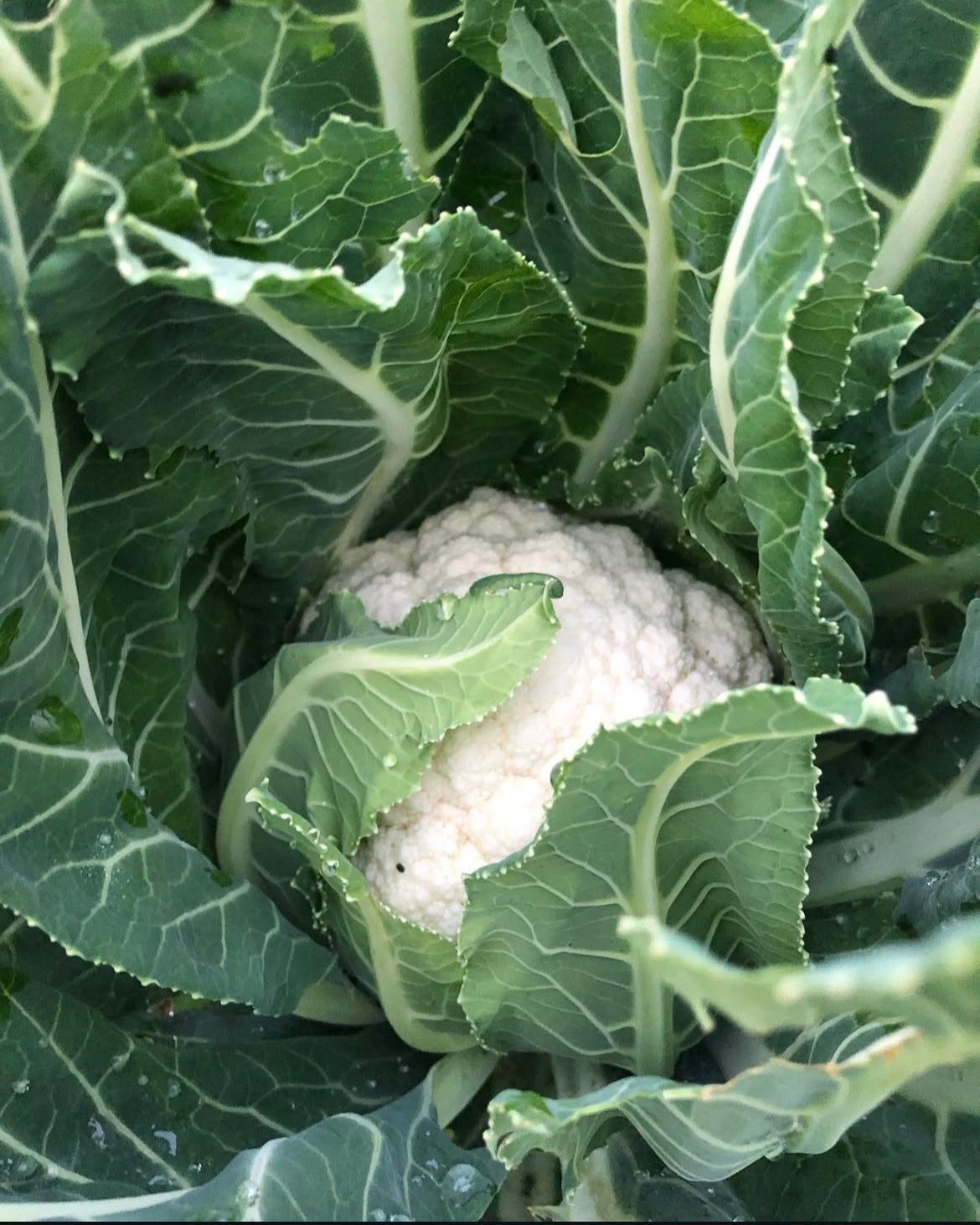 cavolfiore