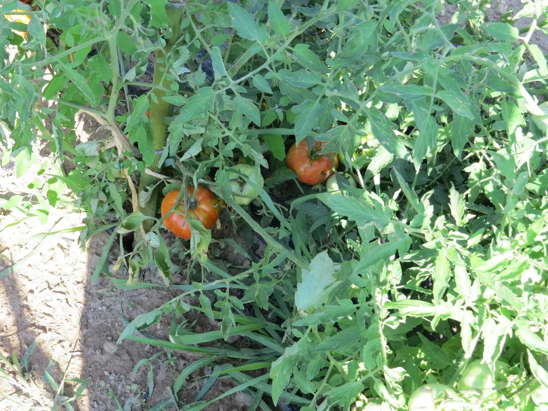 Orto - foto 4