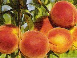 pryorsorchards