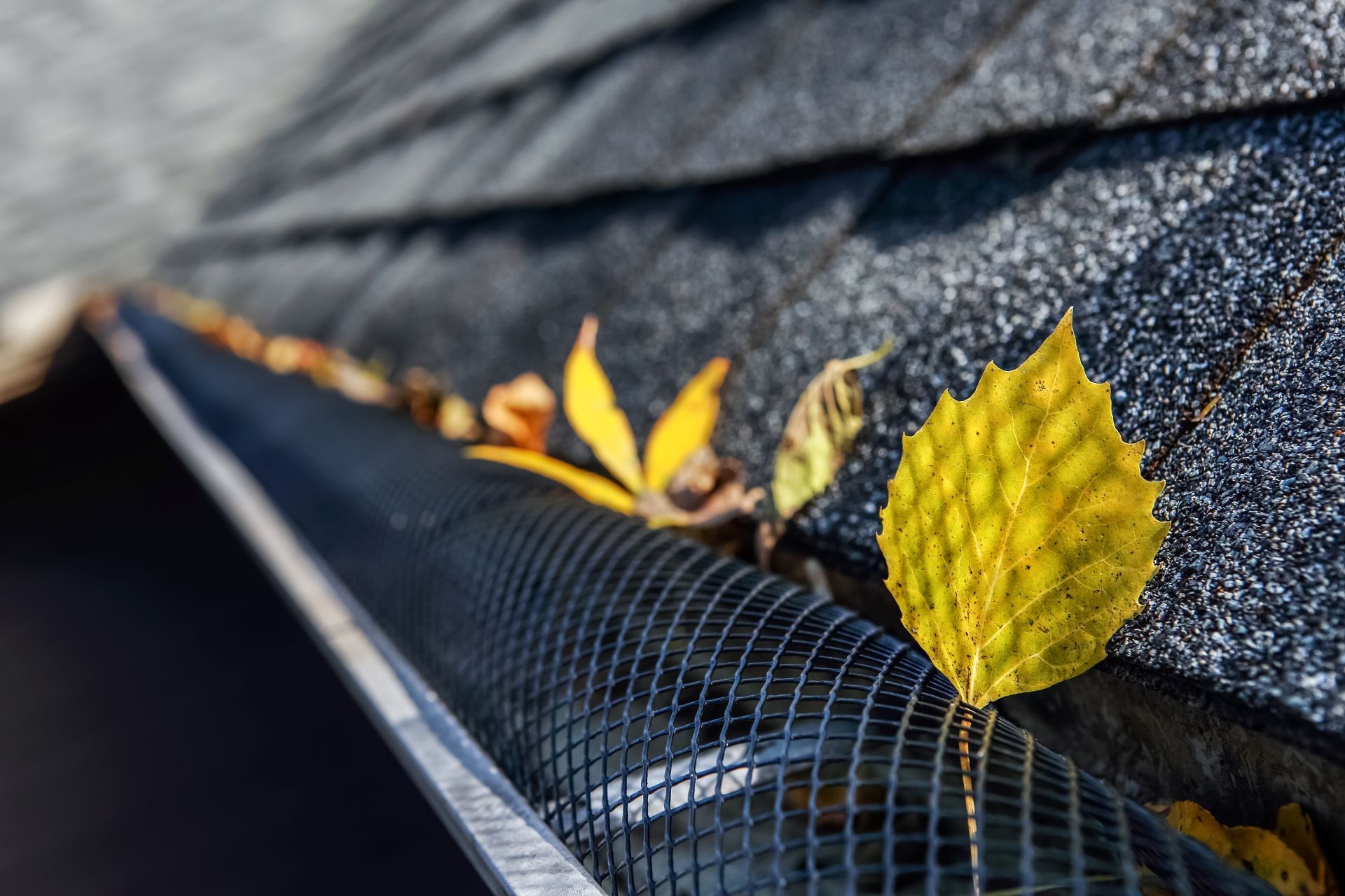 Gutter with leaf guard, containing autumn leaves; close-up view of a roof edge.