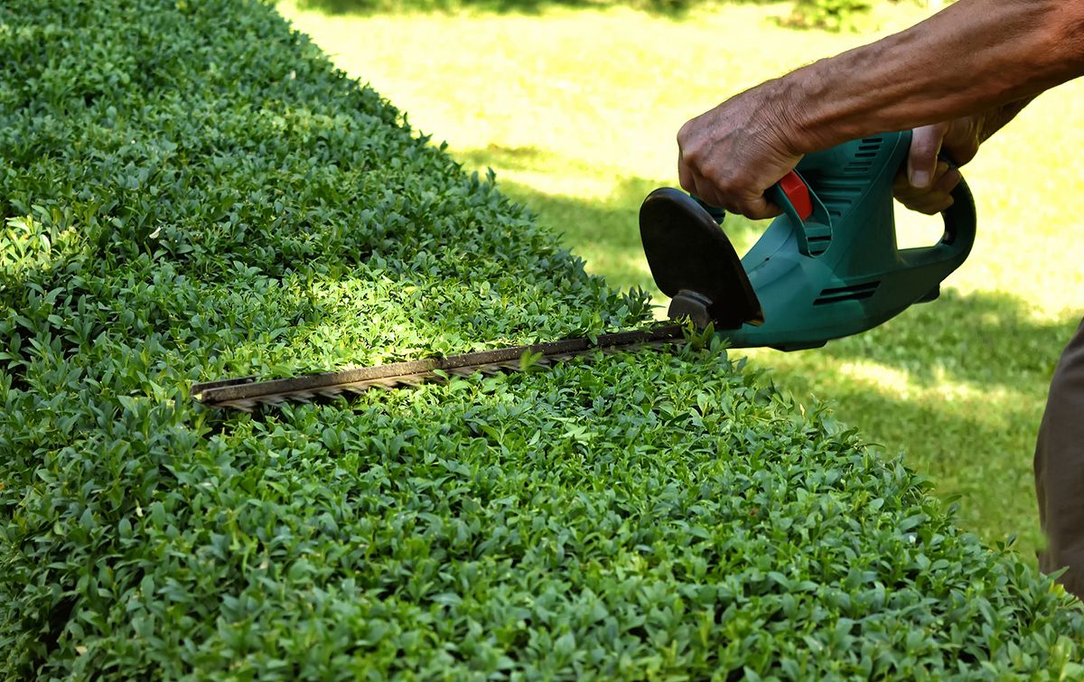 Person using a hedge trimmer to trim a green hedge in a garden.