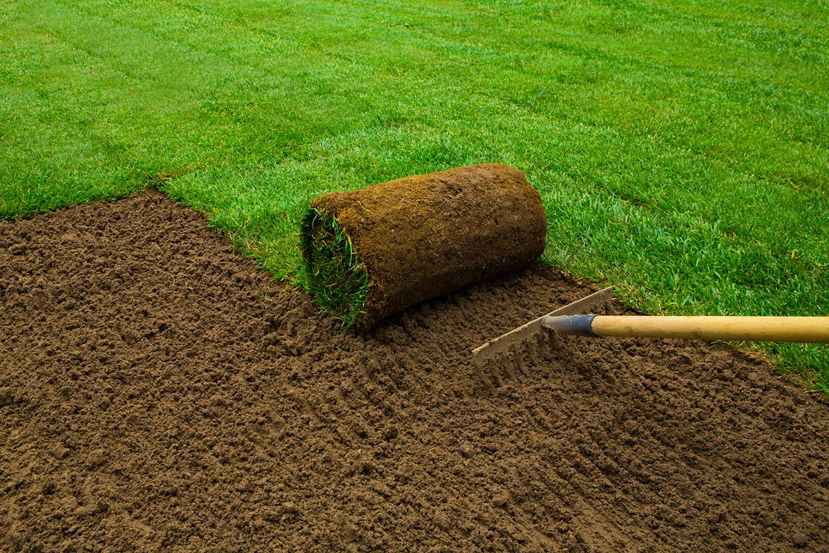 Laying sod on a lawn: a roll of grass being unrolled over freshly raked soil, bright green and brown colors.
