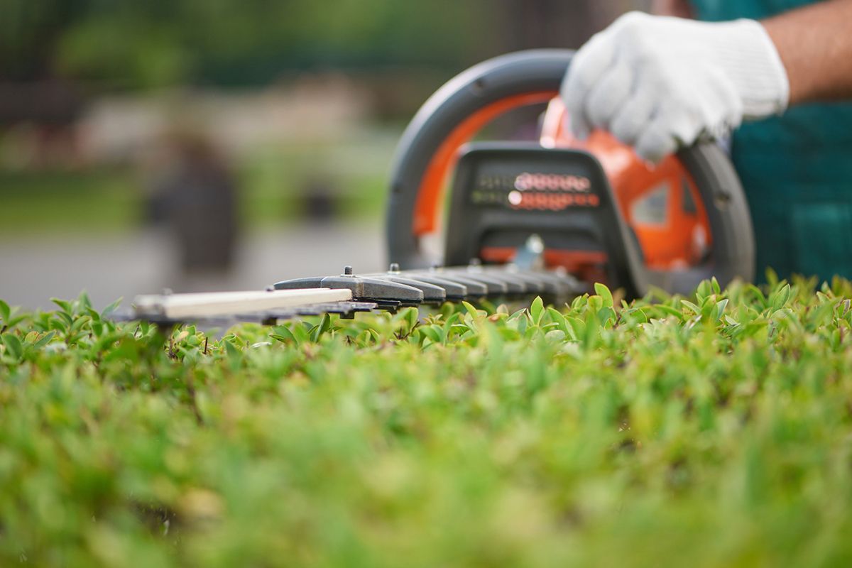 Person using hedge trimmer to cut green bushes.