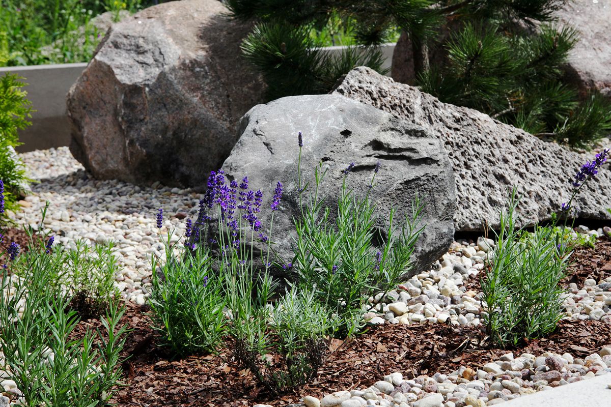 Rock garden with lavender plants and large gray boulders.