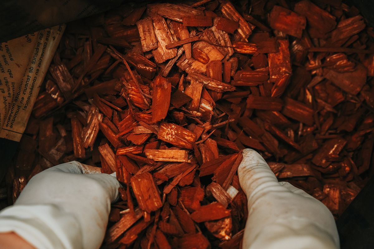 Hands in white gloves holding reddish-brown mulch.