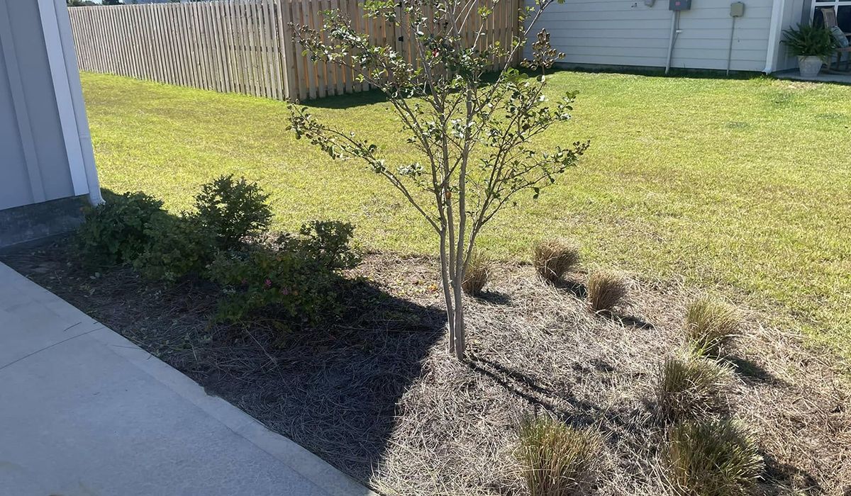 A young tree with brown mulch base surrounded by green bushes in front of a house with green grass.