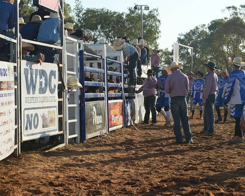 People and bulls at a rodeo arena beside livestock pens and spectators in bleachers