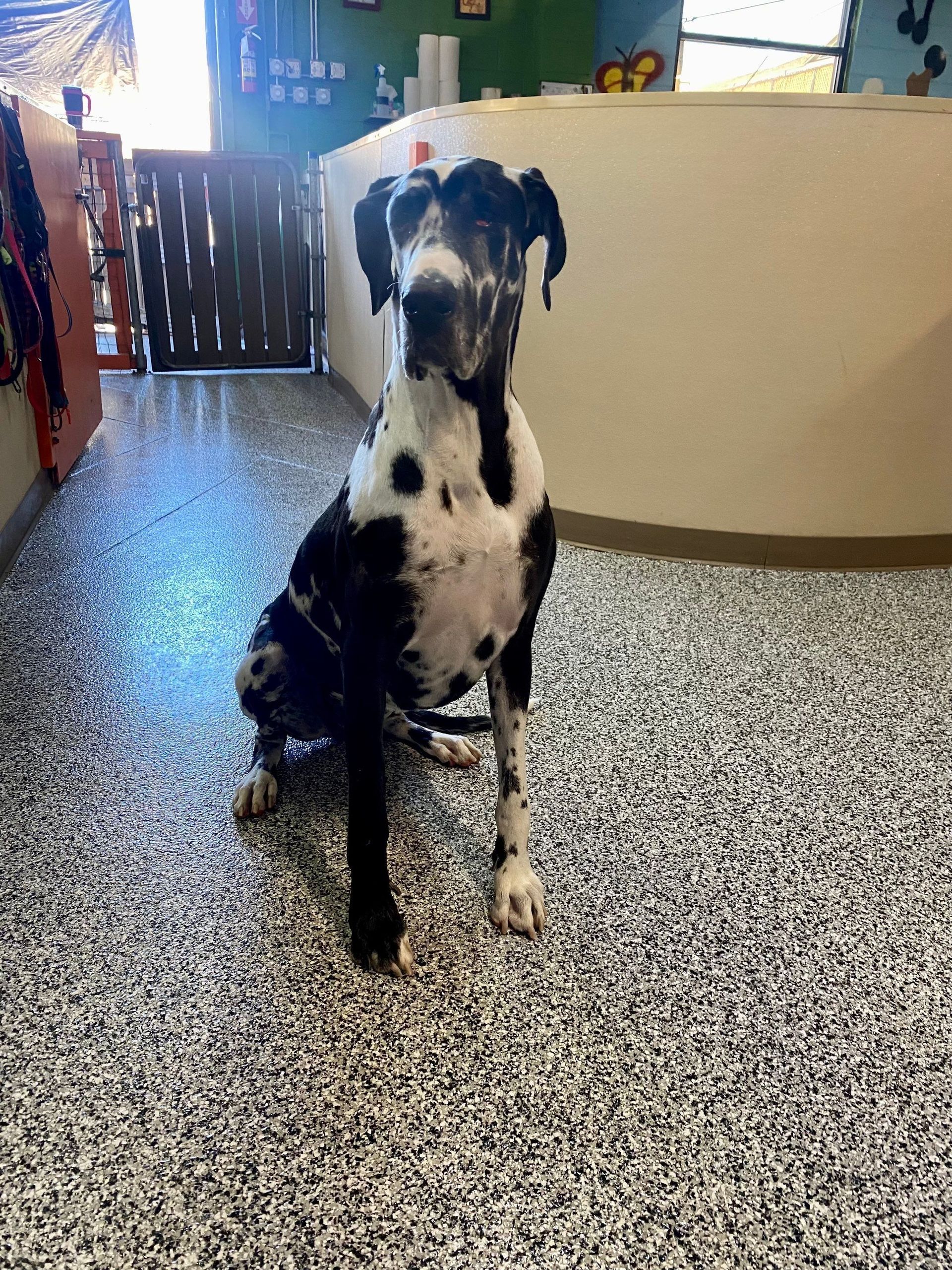 Black-and-white dog sitting on a speckled floor indoors, facing the camera.